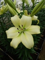 [4034 Gerritzalm No02.JPG]